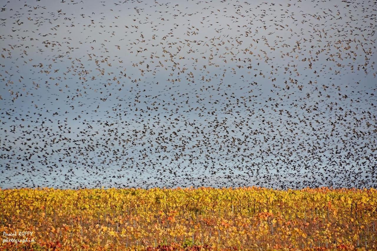L'Aire Des Oiseaux Villa Muno Buitenkant foto